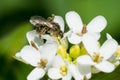 Metallic Sweat Bee - Dialictus species Royalty Free Stock Photo