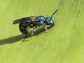 Metallic Sweat Bee on Green Leaf Royalty Free Stock Photo