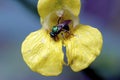 Metallic Sweat Bee   605107 Royalty Free Stock Photo