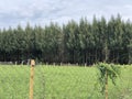 Cross link metallic wire fence with beautiful scenic background. Fence on green grass