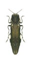 Metallic wood borer Agrilus ater Royalty Free Stock Photo