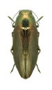 Metallic wood borer Buprestis haemorrhoidalis