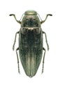 Metallic wood borer Buprestis haemorrhoidalis