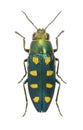 Metallic wood borer Buprestis octopunctata (male)