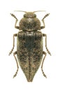 Metallic wood borer Dicerca aenea