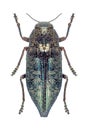 Metallic wood borer Dicerca aenea