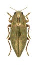 Metallic wood borer Dicerca fritillum