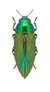 Metallic wood borer Eurythyrea austriaca