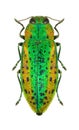 Metallic wood borer Lamprodila mirifica mirifica