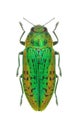 Metallic wood borer Lamprodila rutilans (female)