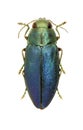 Metallic wood borer Phaenops cyaneus