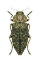 Metallic wood borer Poecilonota variolosa