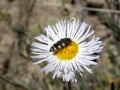 Metallic Wood-boring Beetle eating Spreading Fleabane Flowers