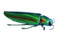 Metallic wood-boring beetle isolated on white background Royalty Free Stock Photo