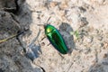 Metallic wood-boring beetle or Jewel beetle or Buprestid Royalty Free Stock Photo