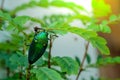 A metallic wood-boring beetle Royalty Free Stock Photo