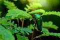 A metallic wood-boring beetle Royalty Free Stock Photo