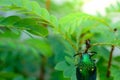 A metallic wood-boring beetle Royalty Free Stock Photo