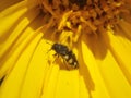 Metallic Wood-boring Beetle Resting on the Ray Flowers of Mule\'s Ear Royalty Free Stock Photo