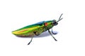Metallic wood-boring beetle Royalty Free Stock Photo