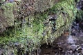 Metamorphic gray rock with trickling water and moss close-up Royalty Free Stock Photo