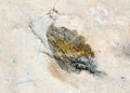 Metamorphic rock in a wall Royalty Free Stock Photo