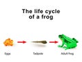 Metamorphosis amphibians, for example, the life cycle of frogs