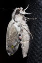 Metamorphosis of big grey moth hawk moth