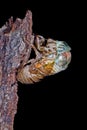 Metamorphosis of a Cicada