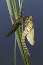 Metamorphosis of dragonfly Blue darner