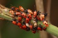 metamorphosis east middle caribic america insects beetles swarm fasciatus Oncopeltus bug Milkweed