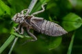 Metamorphosis of Gomphus flavipes, River Clubtail dragonfly