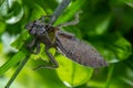 Metamorphosis of Gomphus flavipes, River Clubtail dragonfly