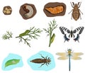 Metamorphosis of insects Royalty Free Stock Photo