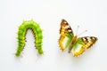 Metamorphosis Marvel: Vibrant Caterpillar and Butterfly Duo