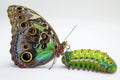 Metamorphosis Marvel: Vibrant Caterpillar and Butterfly Duo