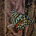 Metamorphosis of Papilio demoleus
