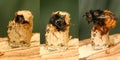 Metamorphosis of red mason bee pollinator, Osmia rufa