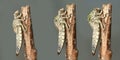 Metamorphosis of River Clubtail dragonfly