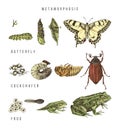 Metamorphosis of the swallowtail, cockchafer and frog Royalty Free Stock Photo