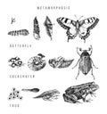 Metamorphosis of the swallowtail, cockchafer and frog Royalty Free Stock Photo