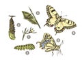 Metamorphosis of the Swallowtail - Papilio machaon - butterfly Royalty Free Stock Photo