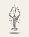 Metanephrops japonicus is a species of lobster found in Japanese waters, hand draw skecth vector