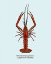 Metanephrops japonicus is a species of lobster found in Japanese waters, hand draw skecth vector
