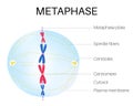 Metaphase is the phase of the cell cycle. Royalty Free Stock Photo