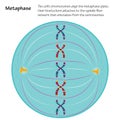 Metaphase stage of mitosis