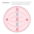 Metaphase the dividing cell during mitosis Royalty Free Stock Photo