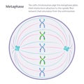 Metaphase the dividing cell during mitosis Royalty Free Stock Photo