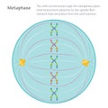 Metaphase the dividing cell during mitosis Royalty Free Stock Photo
