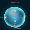 Metaphase. cell division. Stage of mitosis